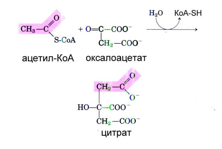 Ацетил коа пути. Ацетил КОА структура. Ацетилкоэнзим а формула. Ацетилкофермент а структурная формула.