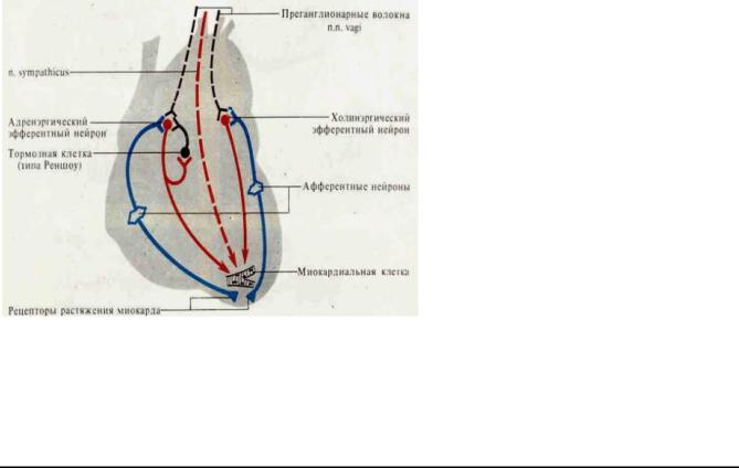 Какая норма пульса? Полная информация про пульс и ЧСС - Vansiton