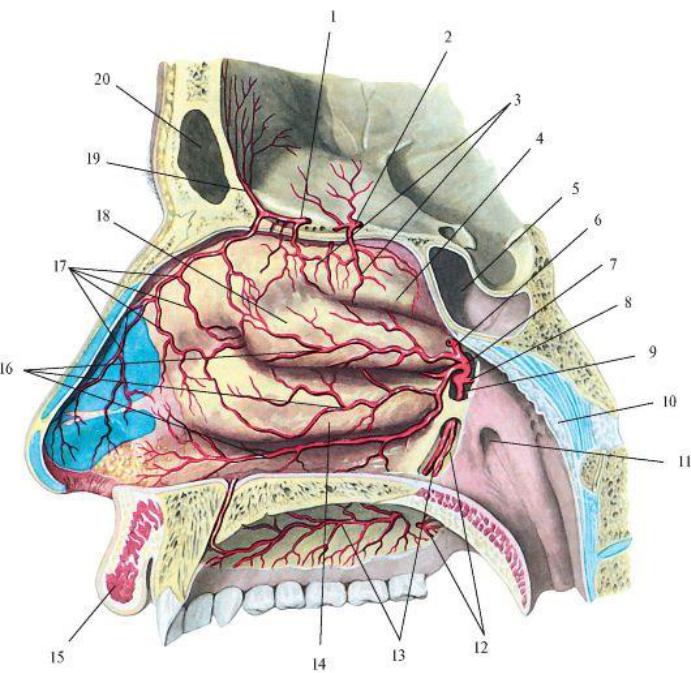 Верхняя стенка рта. Клиновидно небная артерия. Верхнечелюстная небная артерия. Верхнечелюстная артерия топографическая анатомия. Кровоснабжение полости носа анатомия.