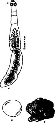 Половозрелая стадия эхинококка рисунок