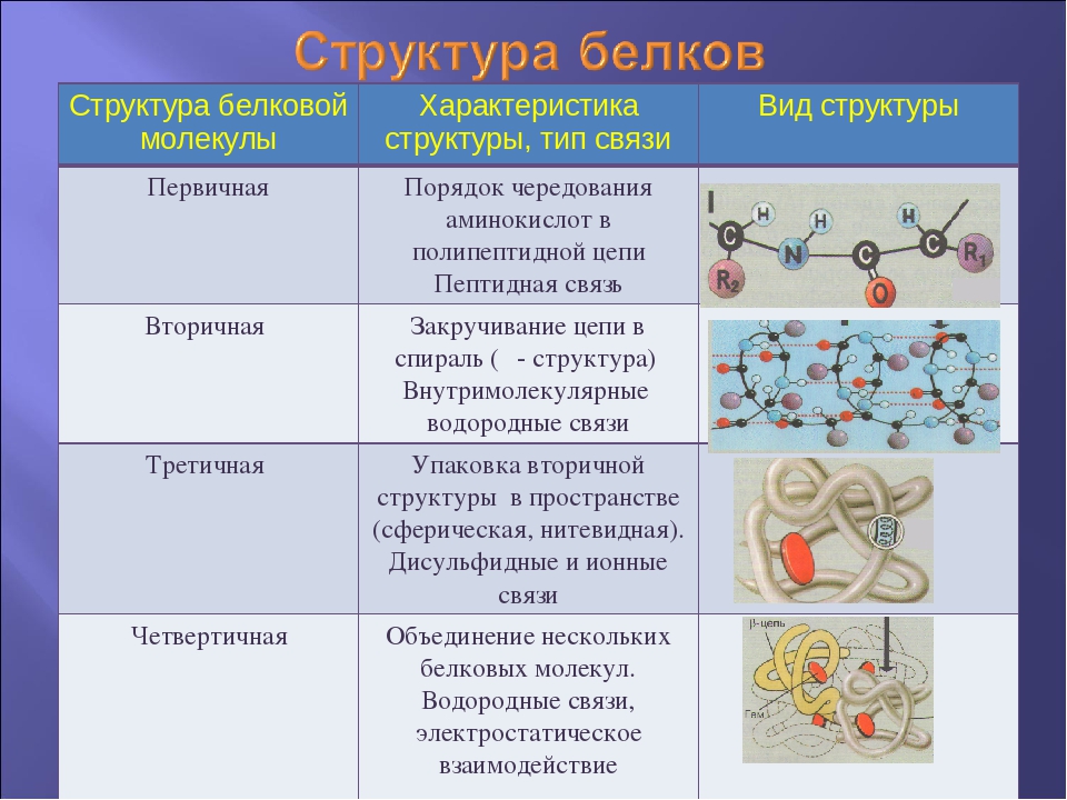 Рассмотрите схему участка первичной структуры молекулы белка какой цифрой обозначена