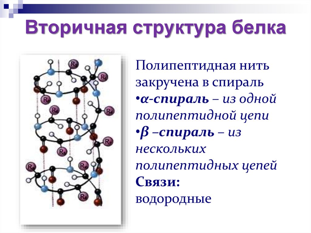 Химическая связь первичной структуры. Вторичная структура белка. Вторичная структура белка это структура. Вторичная структура белка структура белка. Вторичная структура полипептидов и белков это.