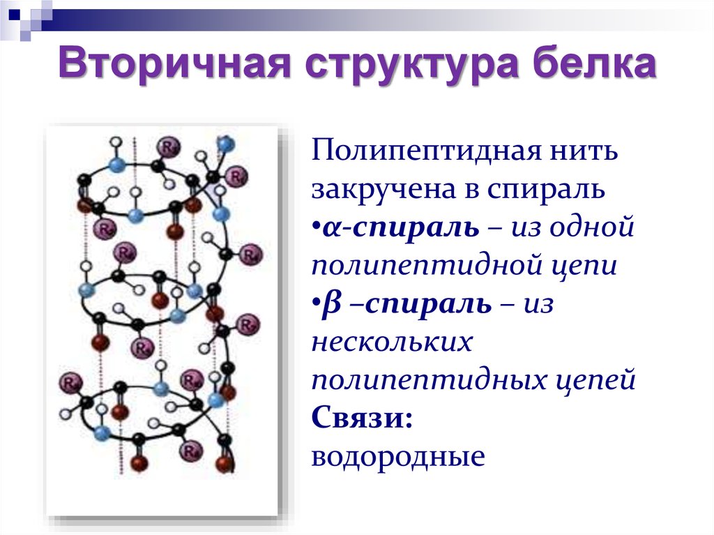 Вторичная структура белка форма