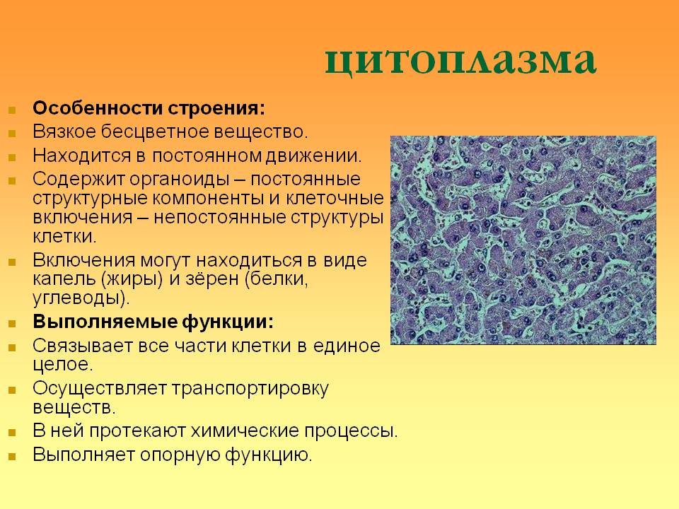 Биологическая функция цитоплазмы