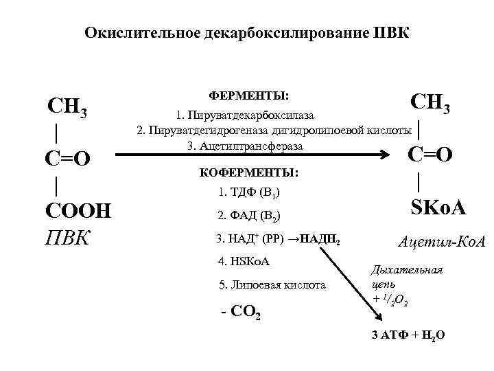 42.Окислительное декарбоксилирование а-кетокислот. Механизм и регуляция окислите