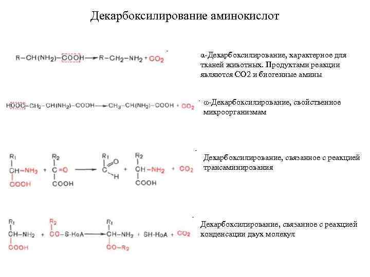 Декарбоксилирование аминокислот реакция