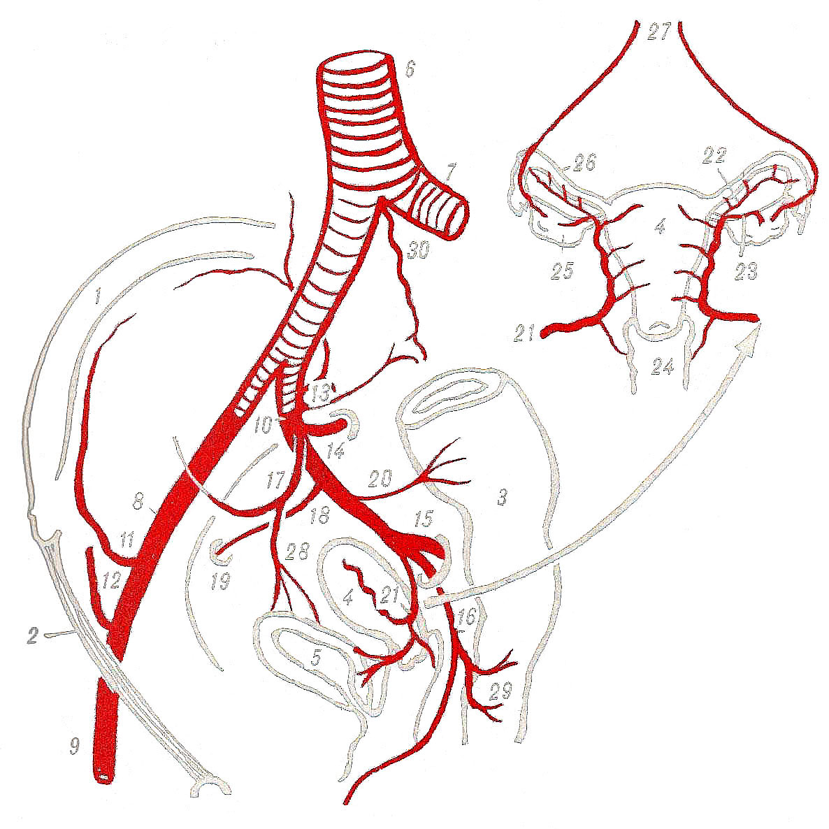 Правая подвздошная артерия. Подвздошная артерия анатомия. Ветви внутренней подвздошной артерии анатомия. Подвздошная Вена малого таза. Внутренняя подвздошная артерия схема.