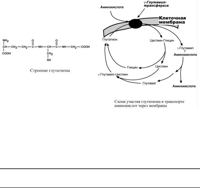 Всасывание аминокислот образование. Гамма-Глутамильный цикл транспорта аминокислот. Механизмы транспорта аминокислот через клеточные мембраны. Механизм всасывания аминокислот схема. Схема гамма глутамильного цикла.