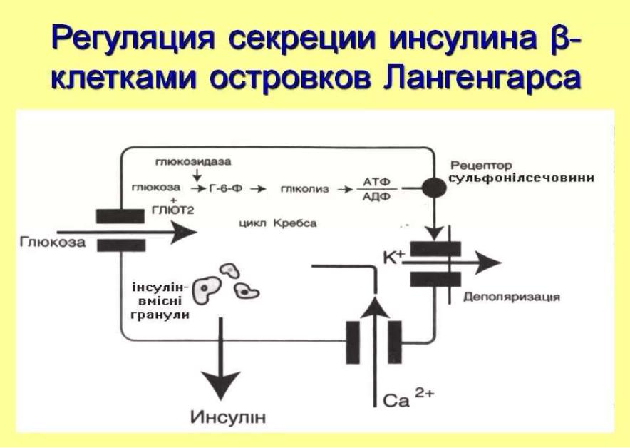 Синтез инсулина процесс