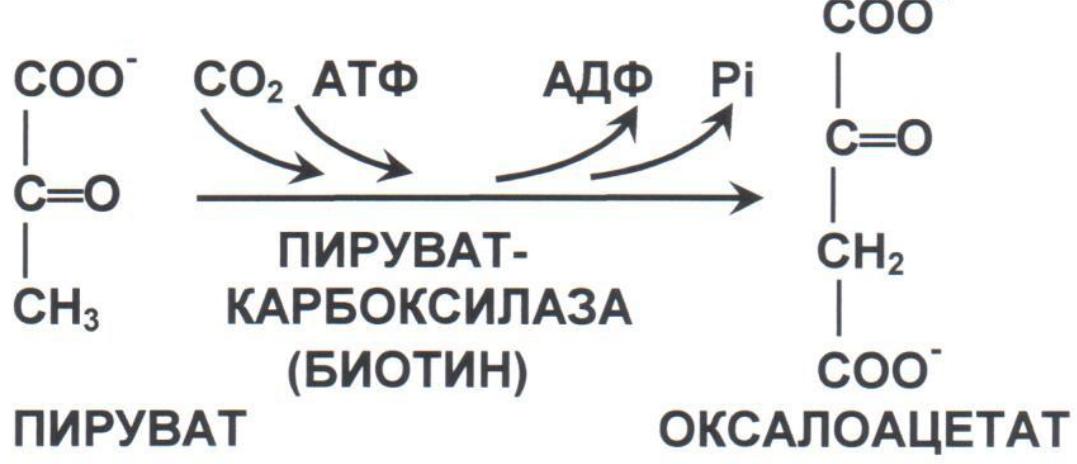 Пируват атф. Анаплеротические реакции цикла Кребса. Анаплеротические реакции ЦТК. Реакции пополняющие цикл лимонной кислоты Анаплеротические реакции. Анаплеротические реакции цикла лимонной кислоты.
