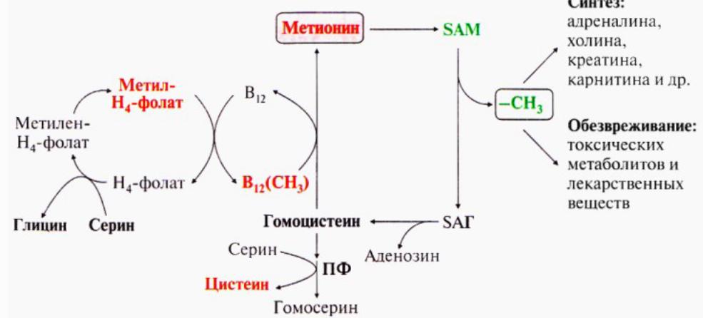 Гомоцистеин биохимия. Схема синтеза метионина. Реакция образования активной формы метионина. Биосинтез витамина в12 схема. Схема пути обмена метионина.