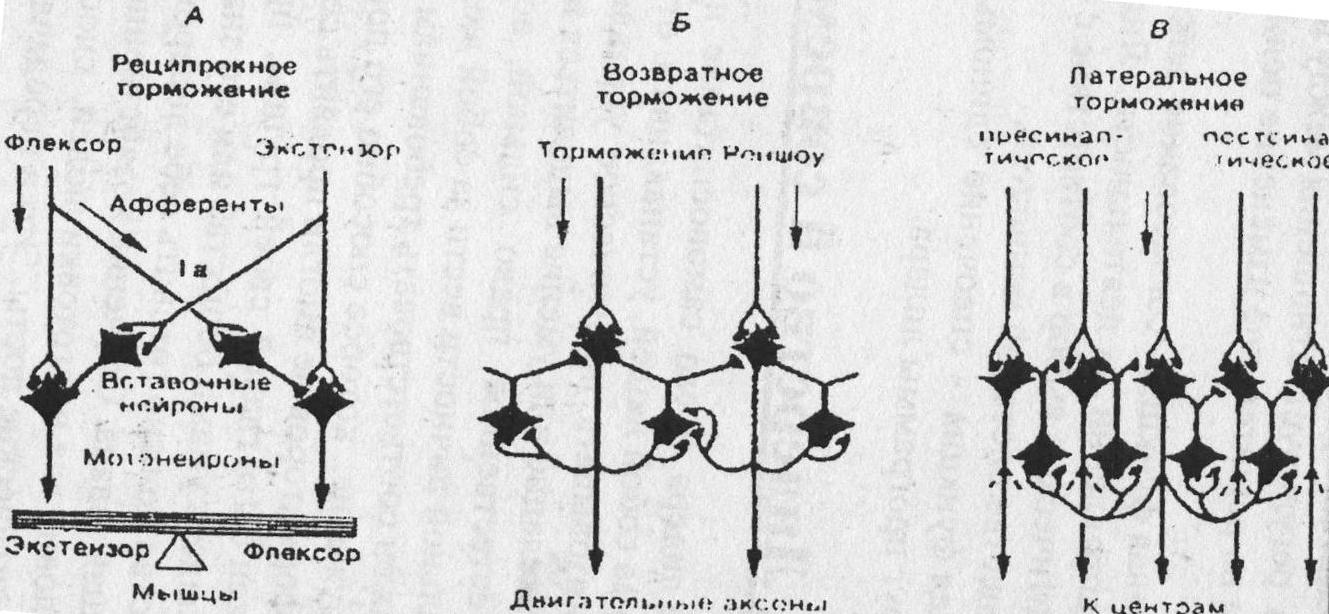 Координация нервных процессов