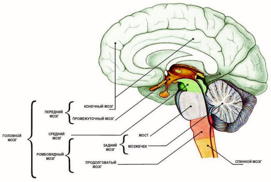 Латинское название мозга. Отделы головного мозга анатомия латынь. Строение среднего мозга анатомия. Головной мозг строение анатомия латынь. Промежуточный мозг Сагиттальный разрез головного мозга.