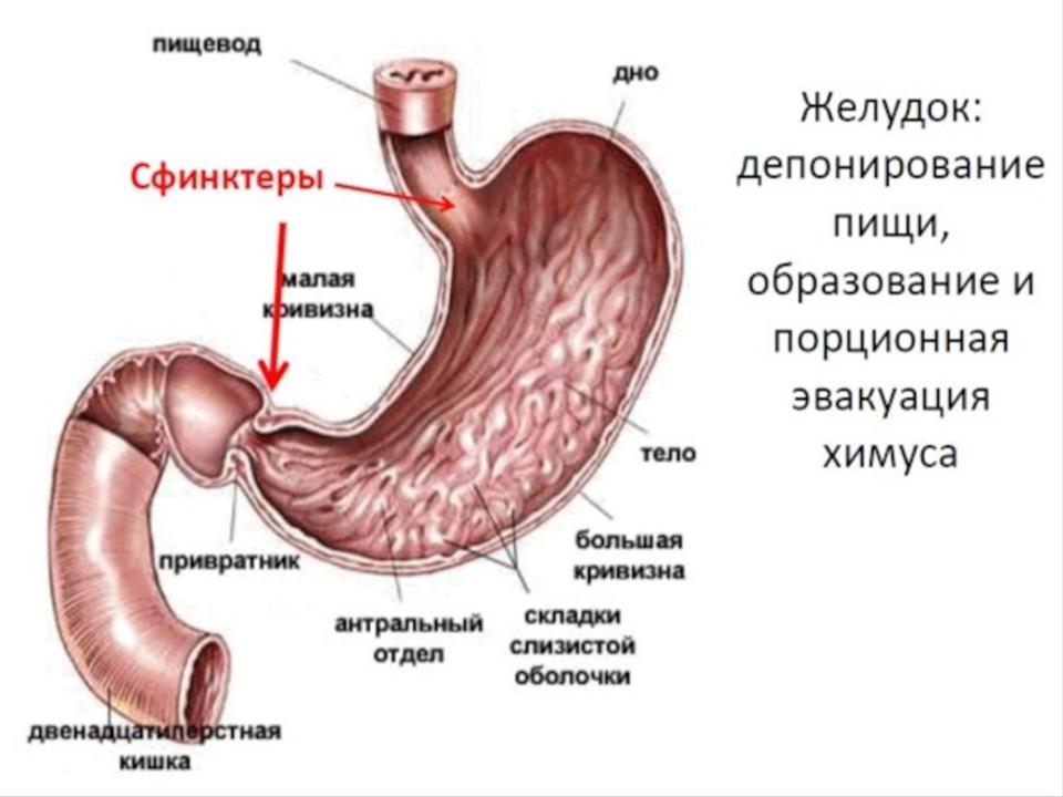 Презентация на тему: Расспрос больных с заболеваниями пищевода и желудка