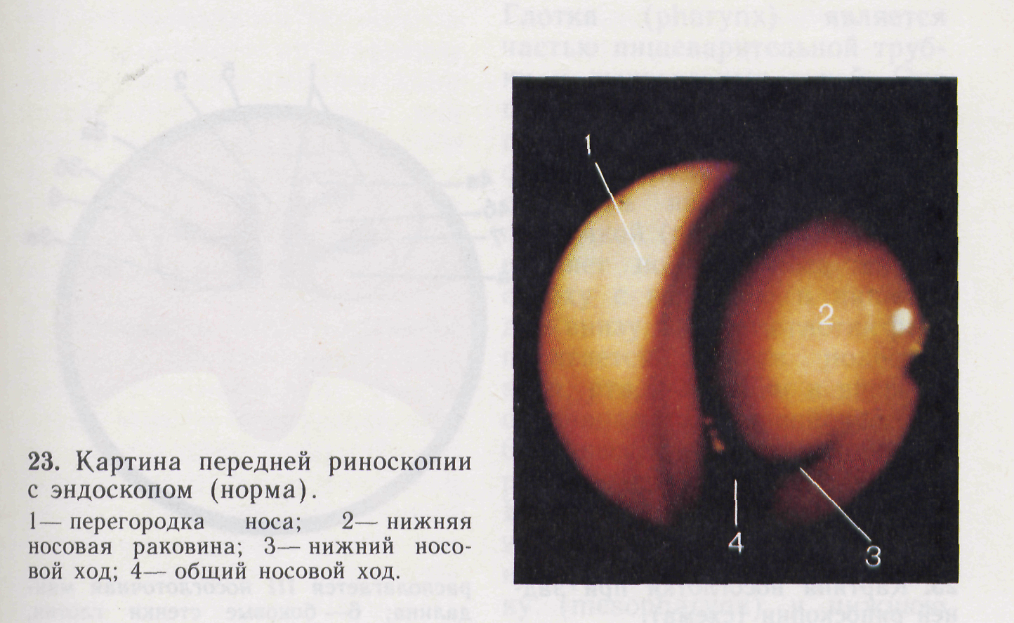 Почему о носовых раковинах так много говорят? ЛОР КЛИНИКА ЗАЙЦЕВА Дзен