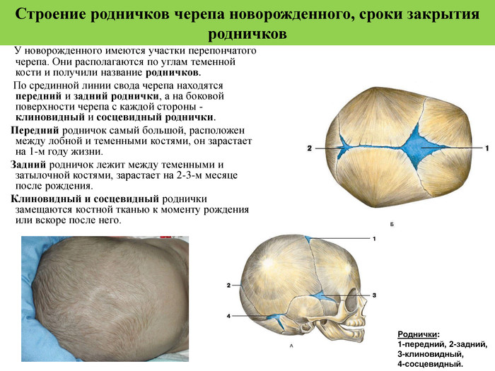Родничок у детей размеры по возрасту таблица