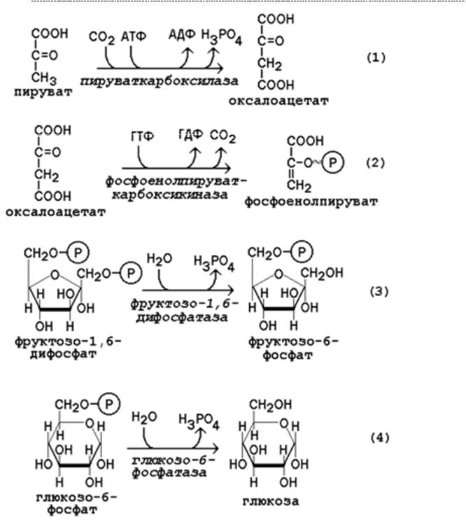 Синтез глюконеогенеза
