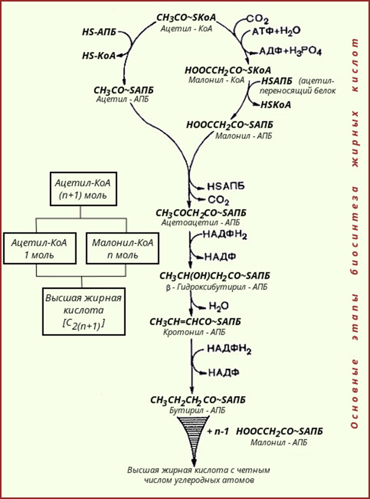 Последовательность реакций биосинтеза. Синтез ВЖК схема. Синтез жирных кислот биохимия схема. Общая схема синтеза жирных кислот. Синтез жирных кислот реакции ферменты.