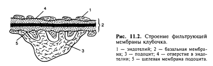 54. Процесс мочеобразования.