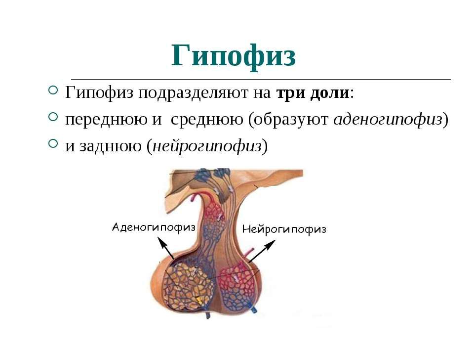 Пример гипофиза. Гипофиз строение , гормоны передней доли гипофиза.
