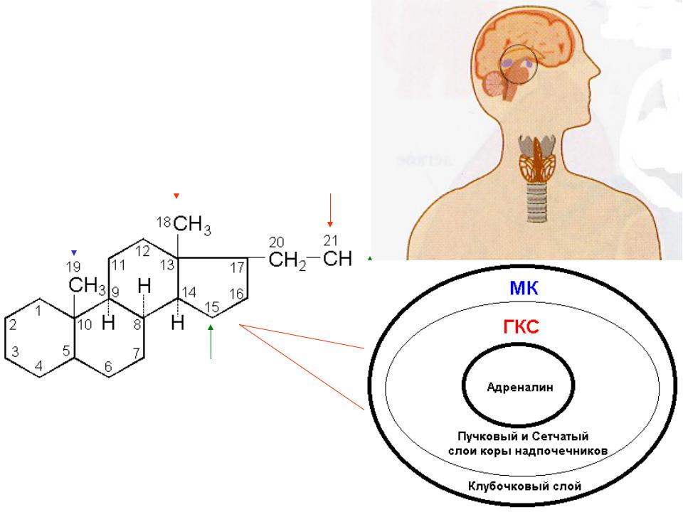 Препараты гормонов коры надпочечников. Стероидные гормоны надпочечников. Гормоны коры надпочечников (ГКС) препараты. Стероидные противовоспалительные препараты презентация. Нумерация стероидных гормонов.