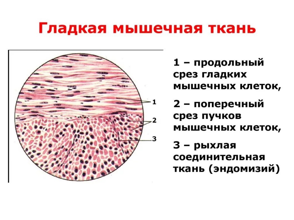 Схема гладкомышечной клетки