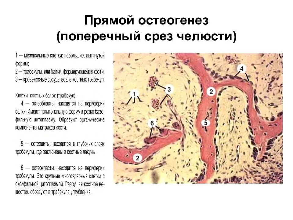 Гистогенез клеток костной ткани схема