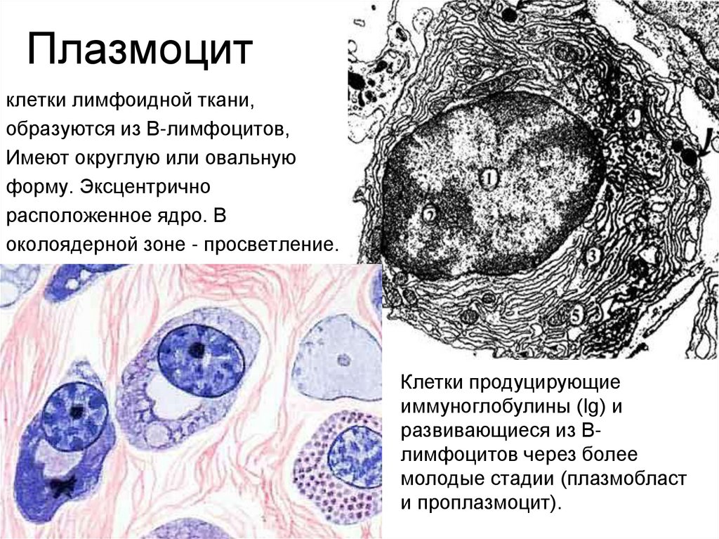 Плазмоциты функции