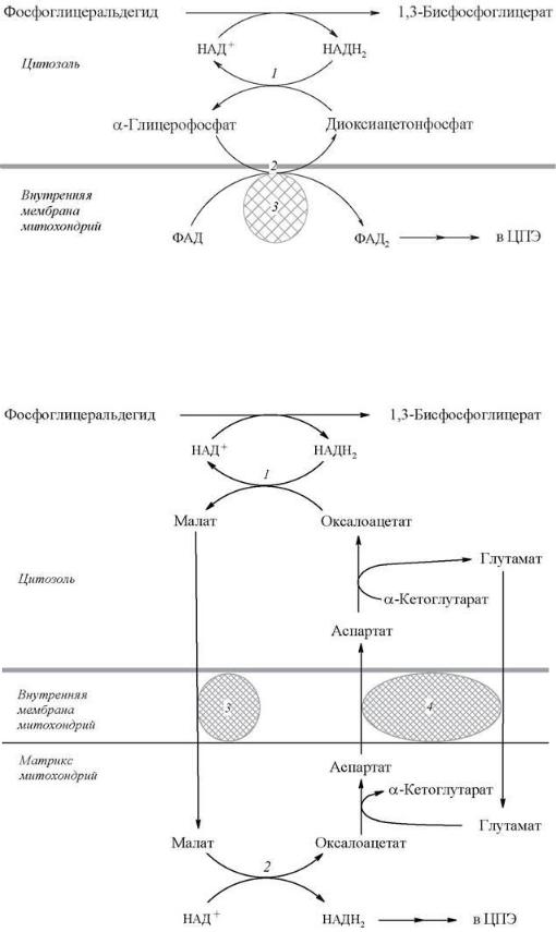 Схема глицерофосфатного челночного механизма