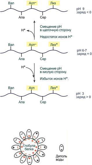 Сер лей ала. Как определить заряд пептида при PH. Как определить суммарный заряд пептида при PH 7. Заряды аминокислот при РН 7. Заряд пептида при РН.
