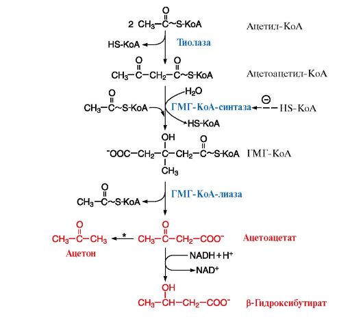 Ацетил коа в митохондриях. Схема синтеза кетоновых тел в биохимии. Синтез кетоновых тел в печени биохимия. Образование кетоновых тел в печени кетогенез. Синтез кетоновых тел (кетогенез).