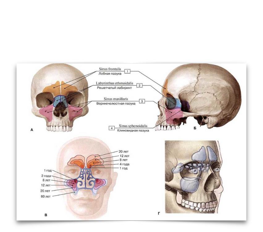 В полости черепа расположен. Строение черепа человека гайморовы пазухи. Придаточные пазухи носа на черепе. Строение черепа гайморовы пазухи. Строение черепа лобная пазуха.