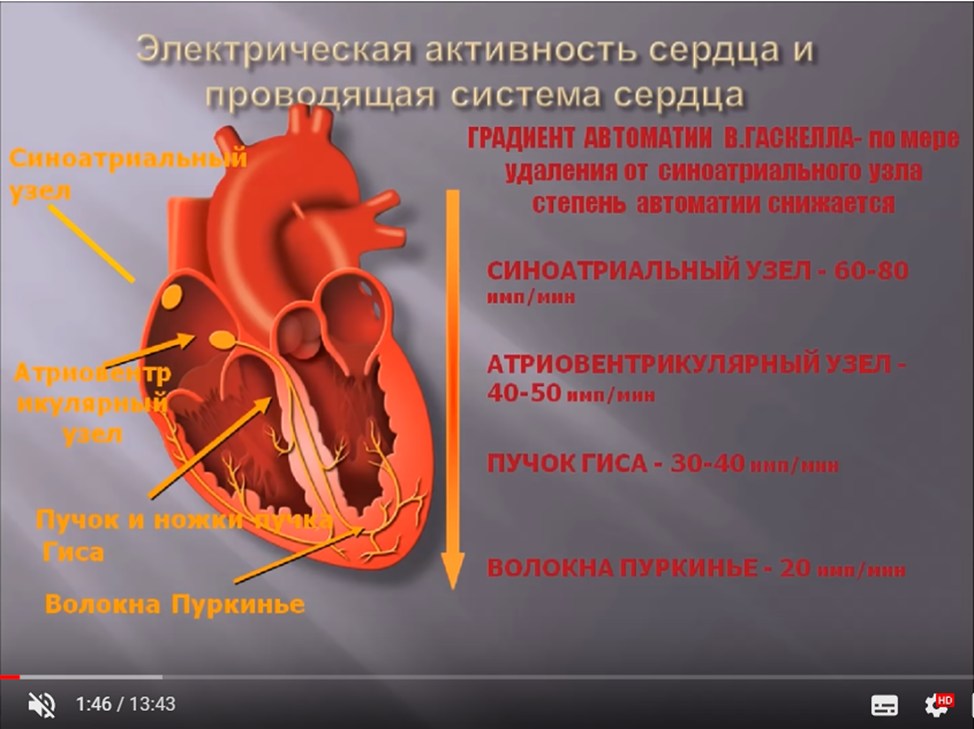 Функции проводящей системы сердца. Градиент АВТОМАТИЗМА В миокарде. Электрическая активность сердца. Электро система сердца. Электро Проводящая система сердца.