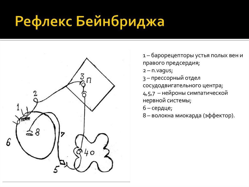 Схемы экстракардиальных рефлексов собственных и сопряженных