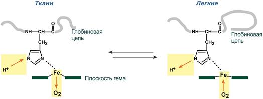 Схема эффекта бора