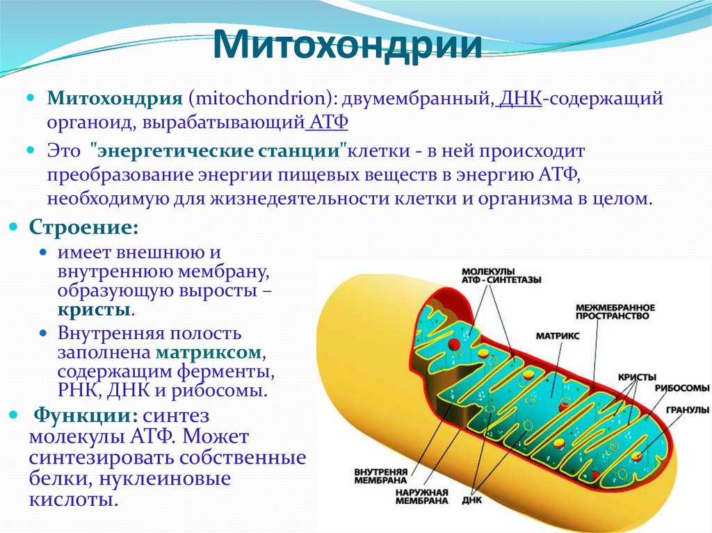 Органоиды клетки содержащие ферменты. Митохондрии строение и функции. Структуры клетки строение функции митохондрии. 3. Митохондрии, строение и функции.. Митохондрии структура и функции.