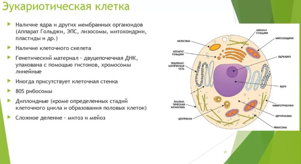 Особенности строения клеток прокариотов и эукариотов презентация 10 класс пасечник