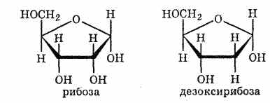 Рибоза 2 дезоксирибоза. 2 Дезоксирибоза. Д рибоза структурная формула. Дезоксирибоза циклическая формула. Глюкоза рибоза фруктоза формула.