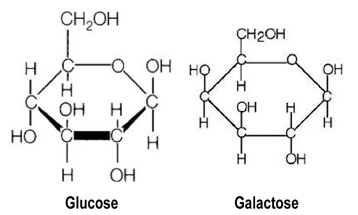 Циклическая формула глюкозы. Галактоза циклическая формула. Глюкоза и галактоза формула. Галактоза формула химическая. Строение Глюкозы и галактозы.