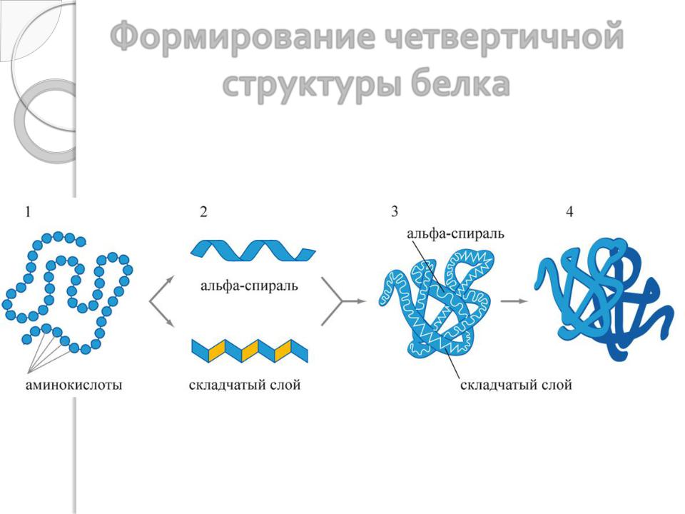 Гидролитическое расщепление белков