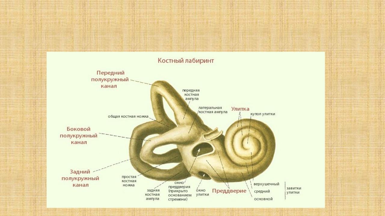 Строение слуховой улитки. Костный Лабиринт анатомия строение. Костный Лабиринт внутреннего уха (улитка). Костный Лабиринт улитки. Костный Лабиринт внутреннего уха анатомия.
