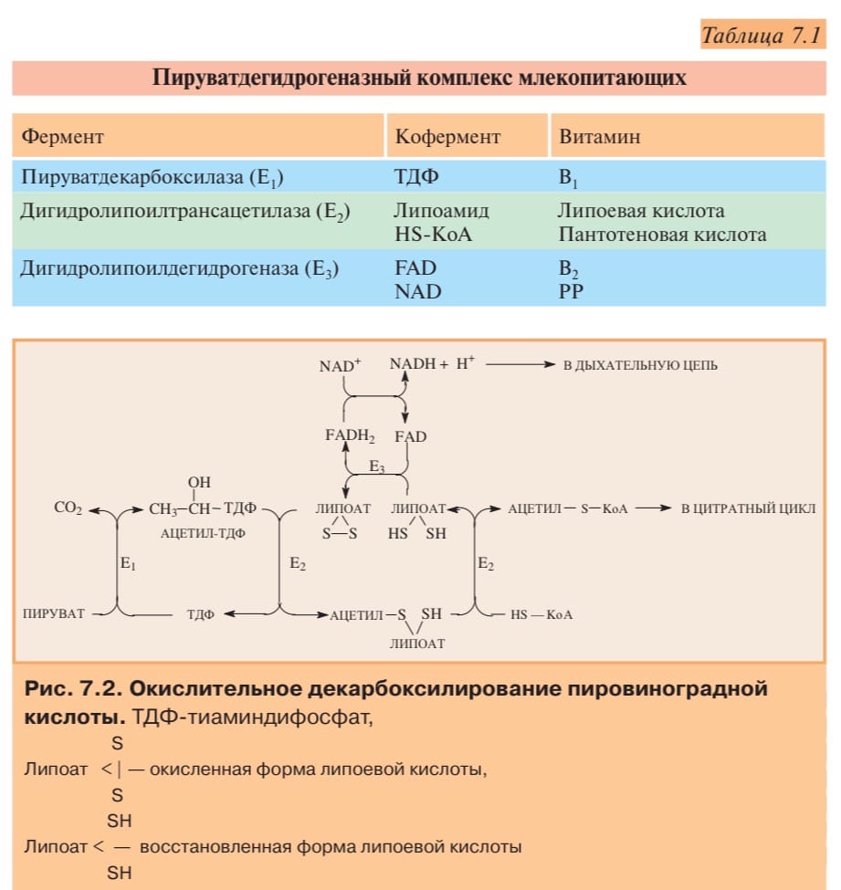 Пировиноградная кислота процессы