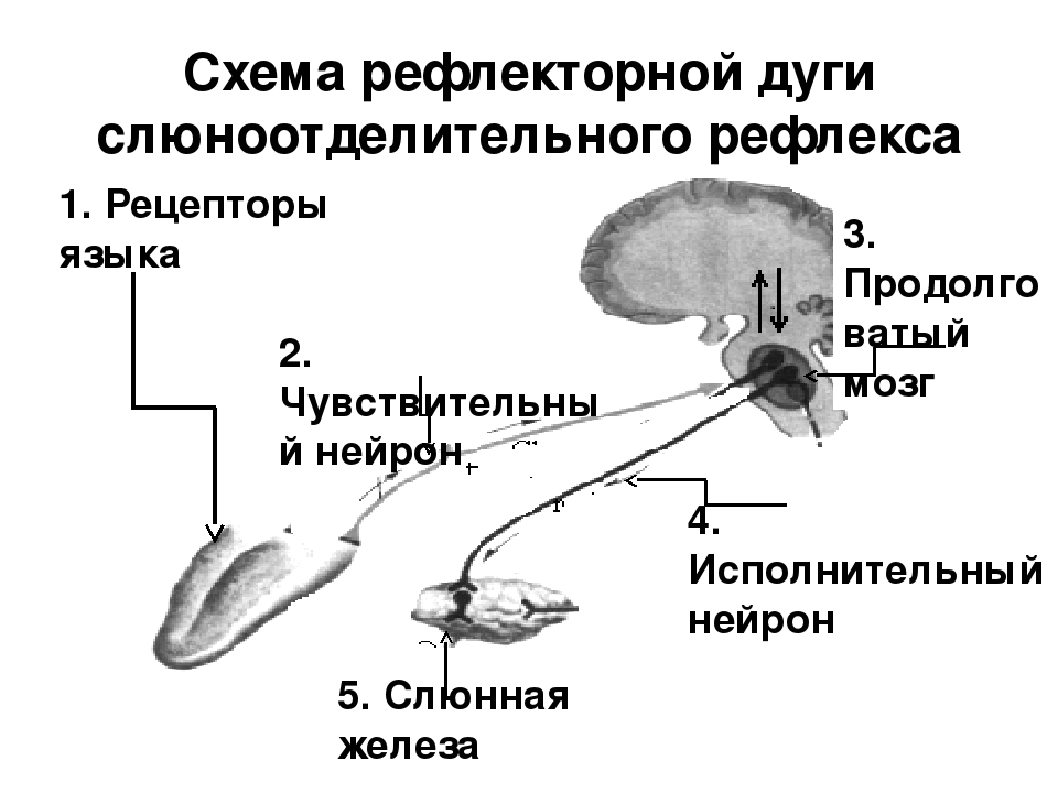 Рефлекторная дуга безусловного рефлекса схема