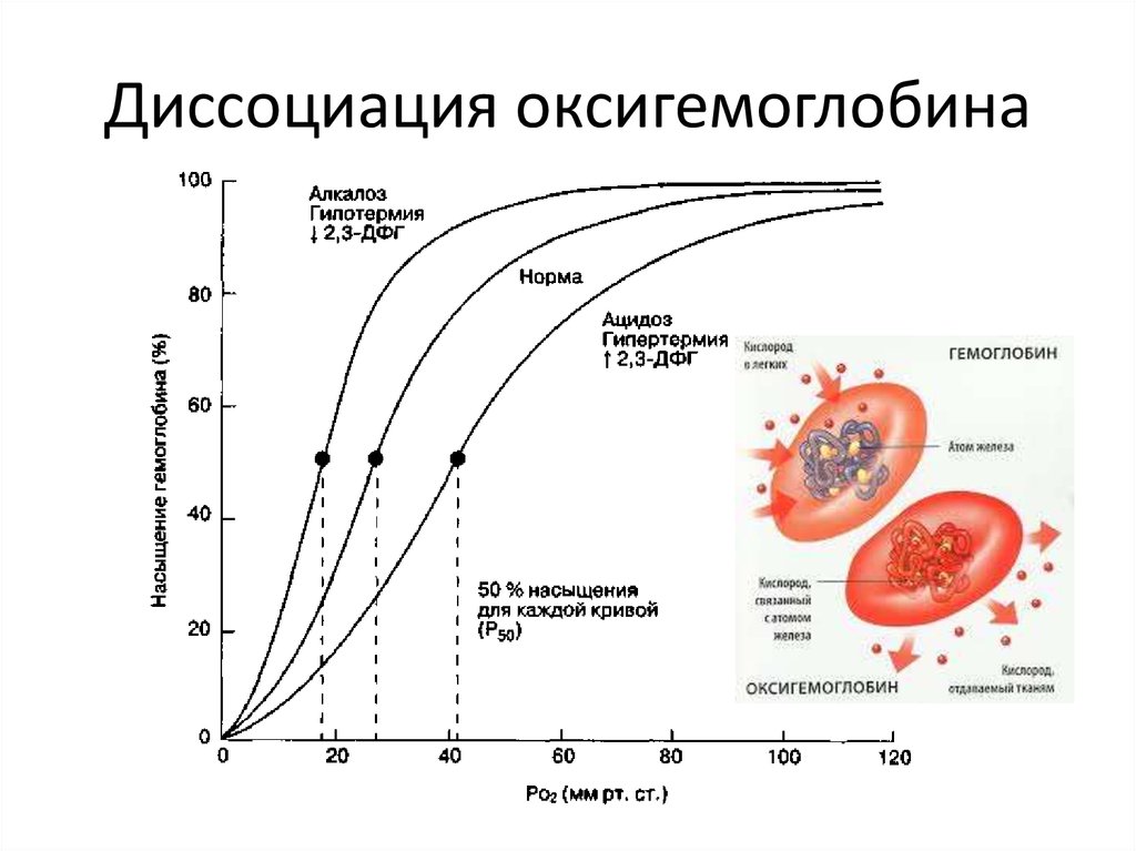 3. Диастола желудочков (0,47 с)