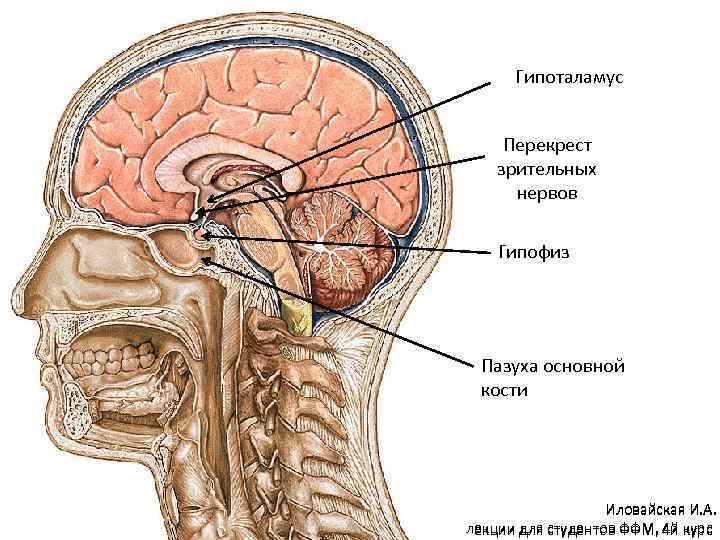 Диэнцефальные структуры мозга. Гипотолам диэнцефальной области. Диэнцефальный синдром. Дисфункция диэнцефальных структур головного.
