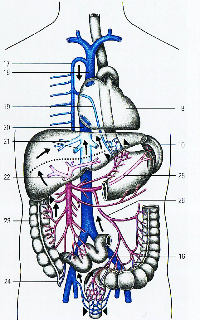 Нижняя полая вена в какой полости. Воротная Вена и нижняя полая Вена. Верхняя полая Вена анатомия. Система воротной вены схема. Система воротной вены анатомия.