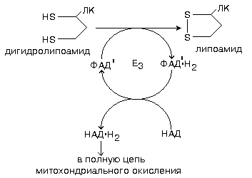 3.7. Электрон-транспортная цепь дыхания