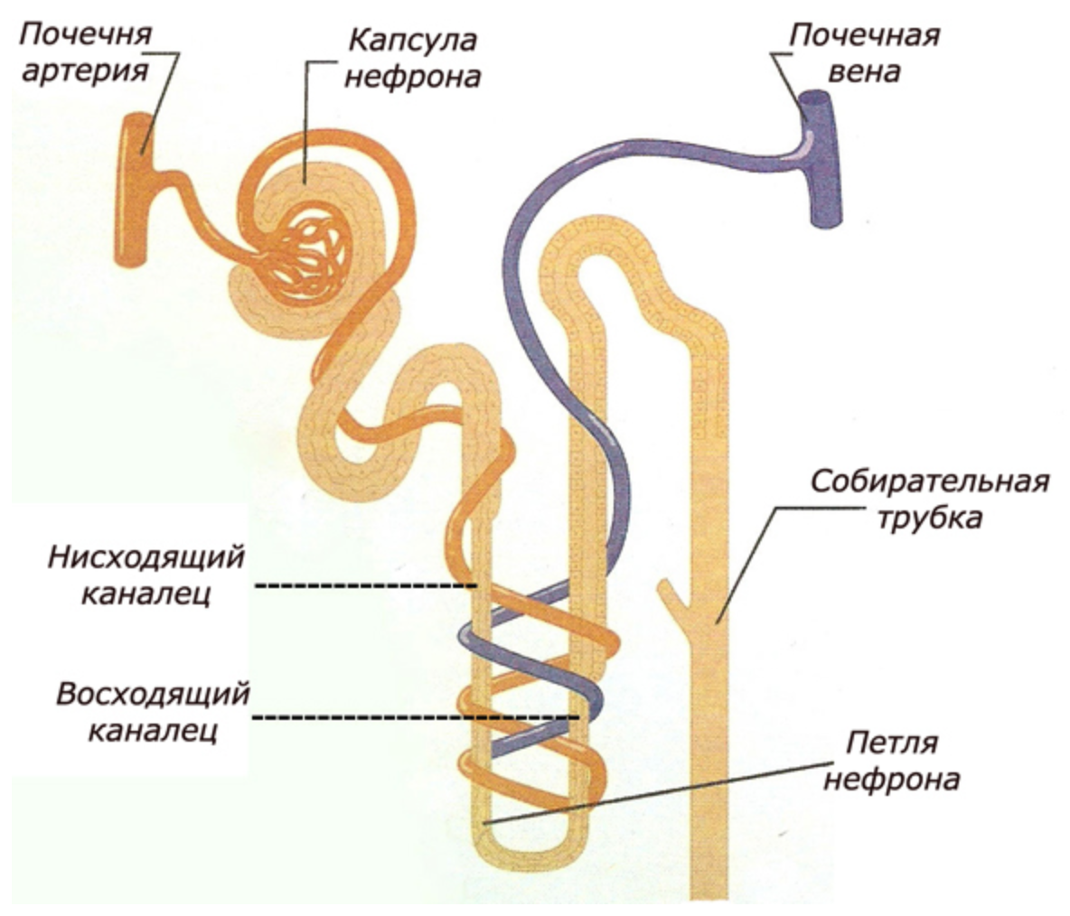 Трубочки организмы