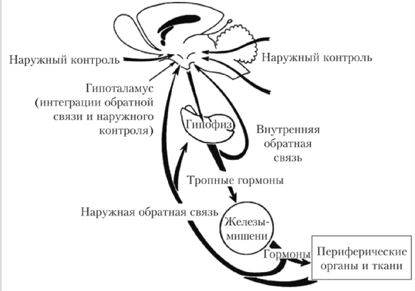Гипофиз эндокринной. Механизм регуляции секреции гормонов гипофиза. Гипоталамо-гипофизарная система эндокринной регуляции. Отрицательная Обратная связь гипоталамо гипофизарная система. Схема регуляция гормонов гипоталамо гипофизарной системы.
