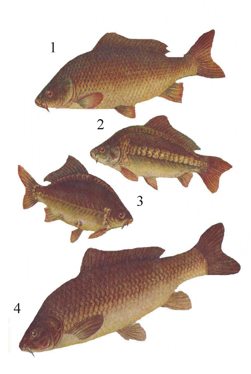 Сазан и карп: как отличить этих рыб внешне